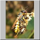 Philanthus triangulum - Bienenwolf w24.jpg
